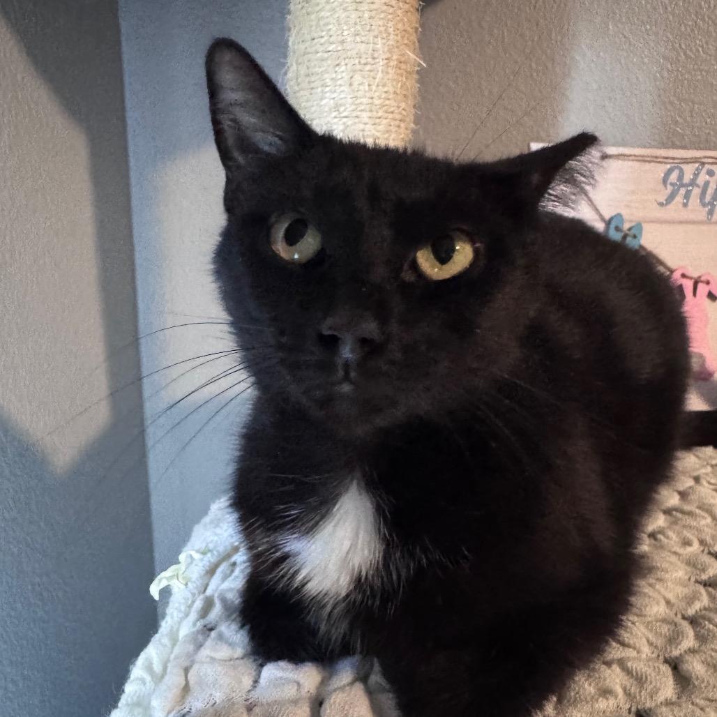 Enlarge Maxwell, a Adoptable Domestic Short Hair in TITUSVILLE, FL image 4/4