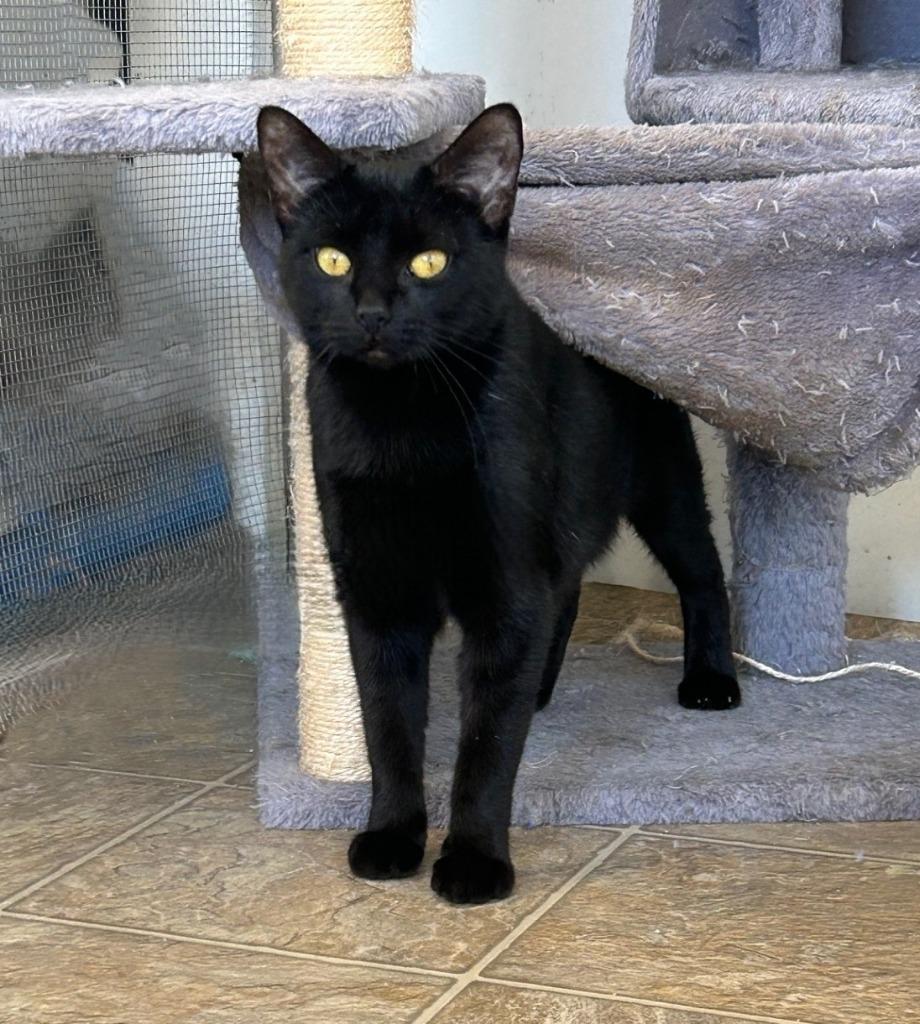 Enlarge Sasha, a Adoptable mixed breed in Sunnyvale, TX image 1/2