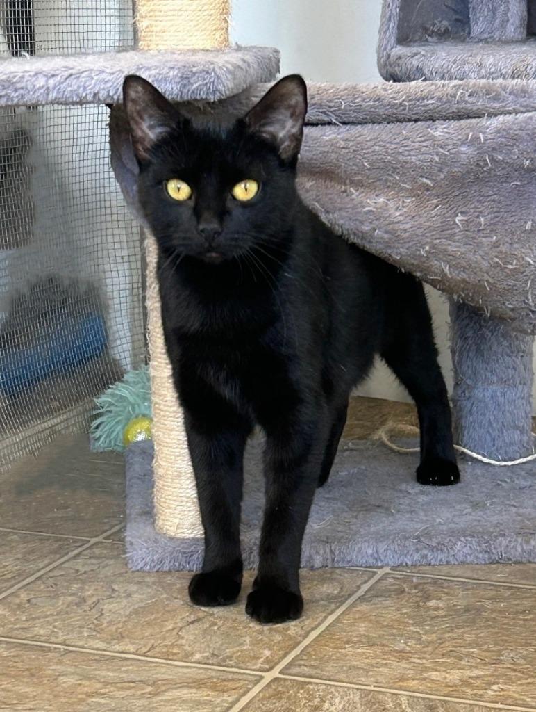 Enlarge Sasha, a Adoptable mixed breed in Sunnyvale, TX image 2/2