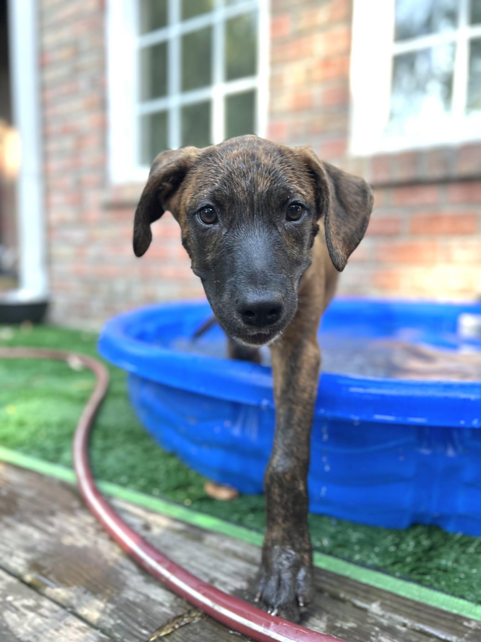 Enlarge Cannoli, a ADOPTABLE mixed breed in Ayden, NC image 1/5
