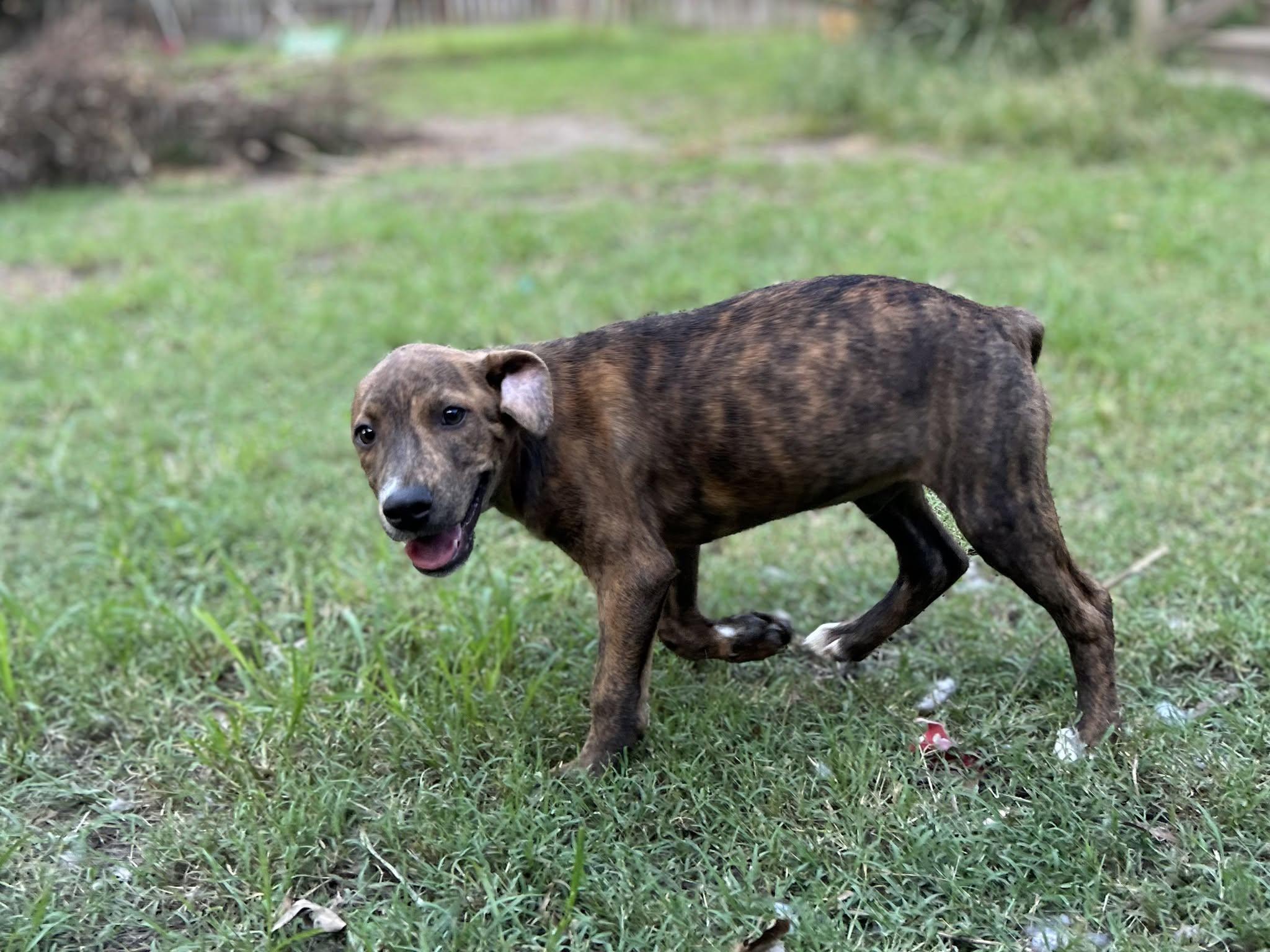 Enlarge Cannoli, a ADOPTABLE mixed breed in Ayden, NC image 5/5