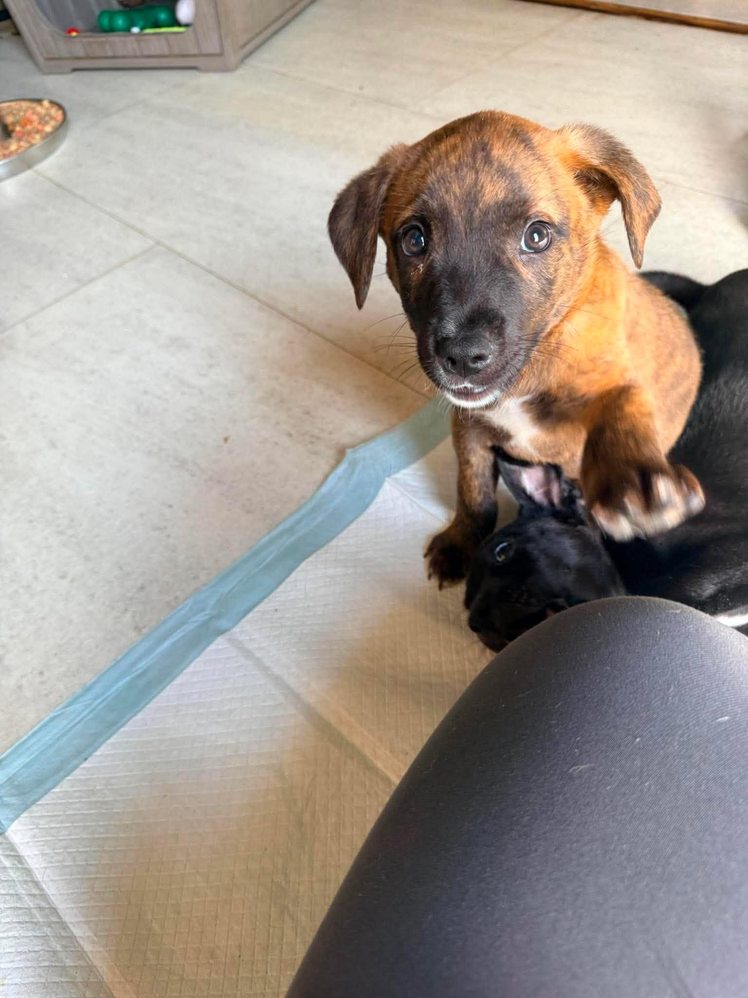 Enlarge Cannoli, a ADOPTABLE mixed breed in Ayden, NC image 2/5
