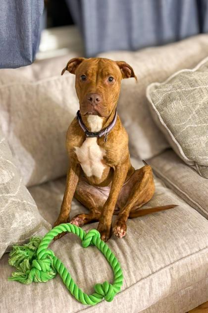 Goldleaf thumbnail 2