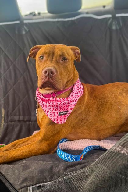 Goldleaf thumbnail 4