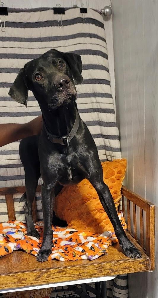 Enlarge DENNIS, a Adoptable mixed breed in Opelousas, LA image 1/2