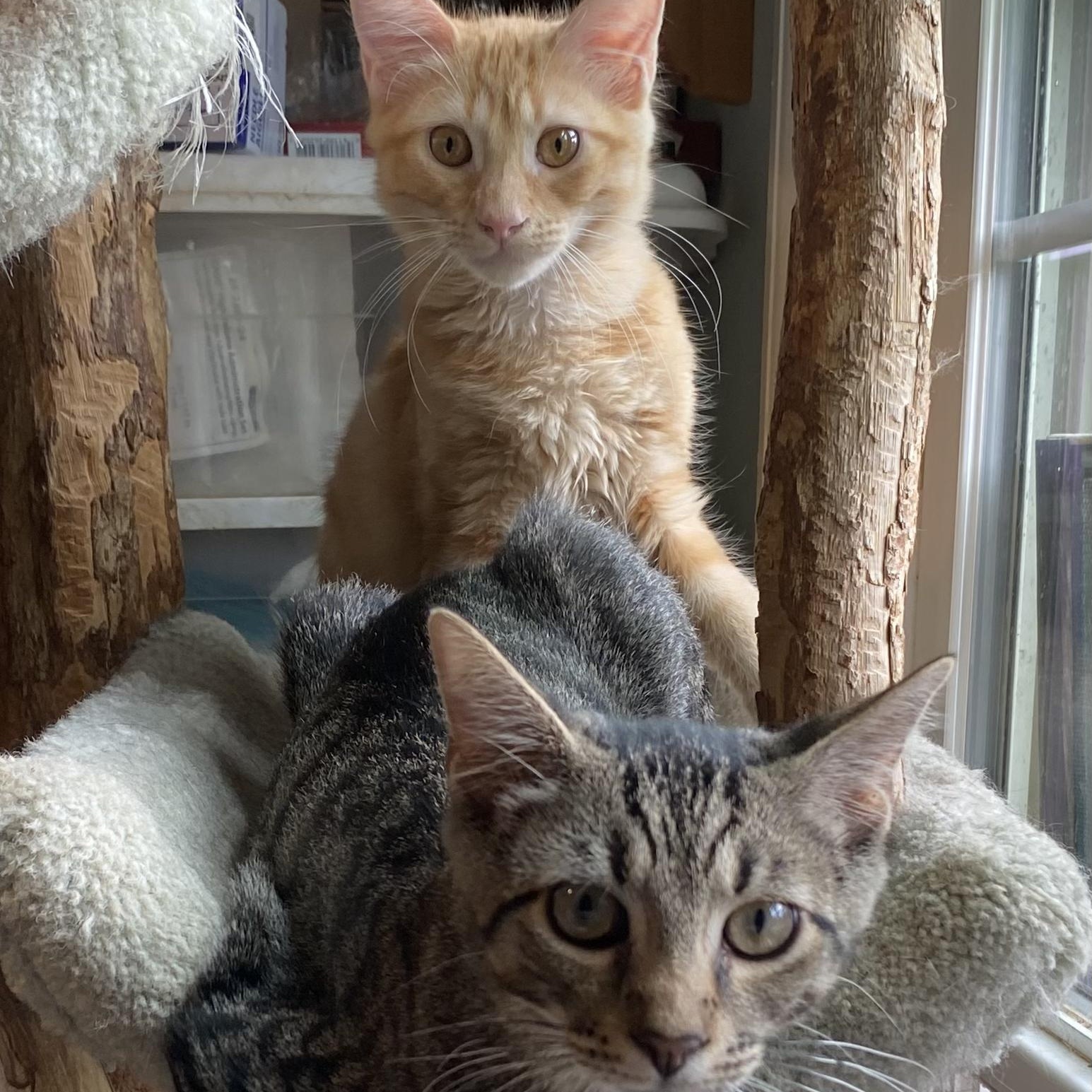 Enlarge Elsa, a Adoptable Tabby in Philadelphia, PA image 3/5