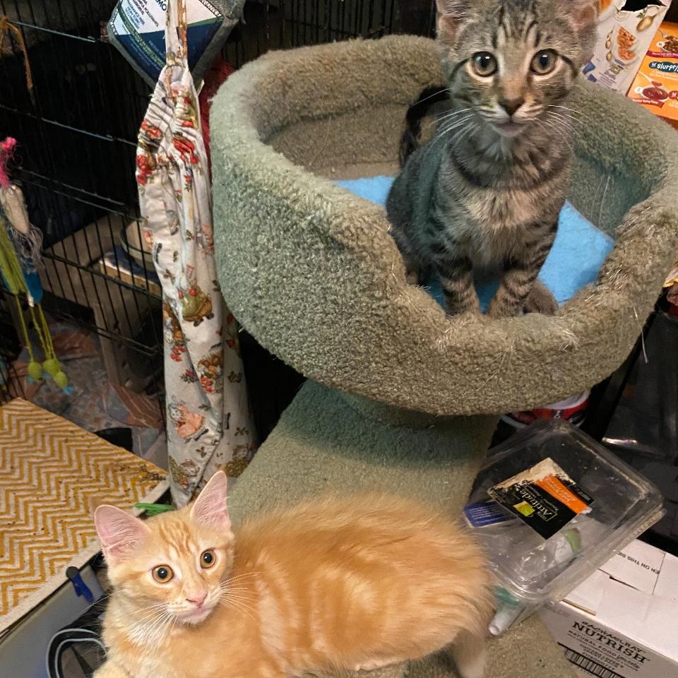 Enlarge Elsa, a Adoptable Tabby in Philadelphia, PA image 5/5