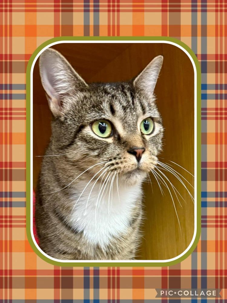 Momma Telly *Featured at the Petco in Ellicott City, MD*, Adoptable, Adult Female Domestic Short Hair.