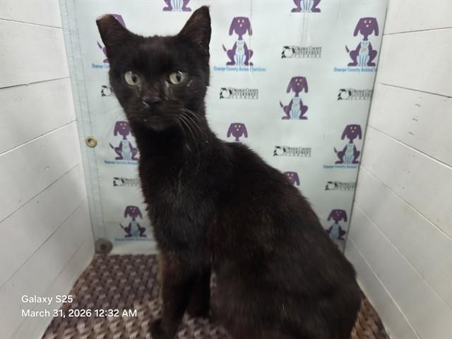Enlarge CHER, a Adoptable Domestic Short Hair in Orlando, FL image 1/1