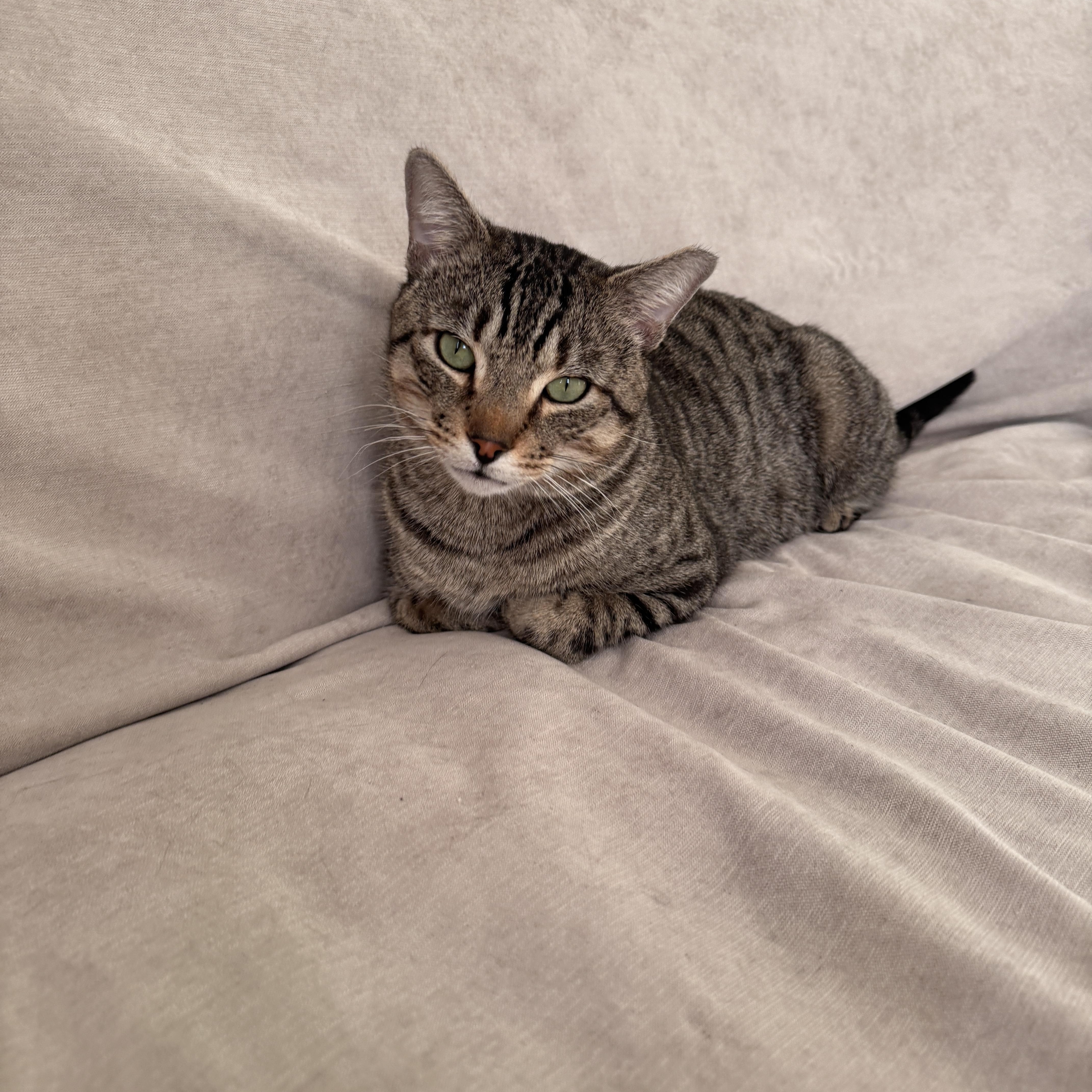 Enlarge Toby, a Adoptable Domestic Short Hair in Brooklyn, NY image 4/5