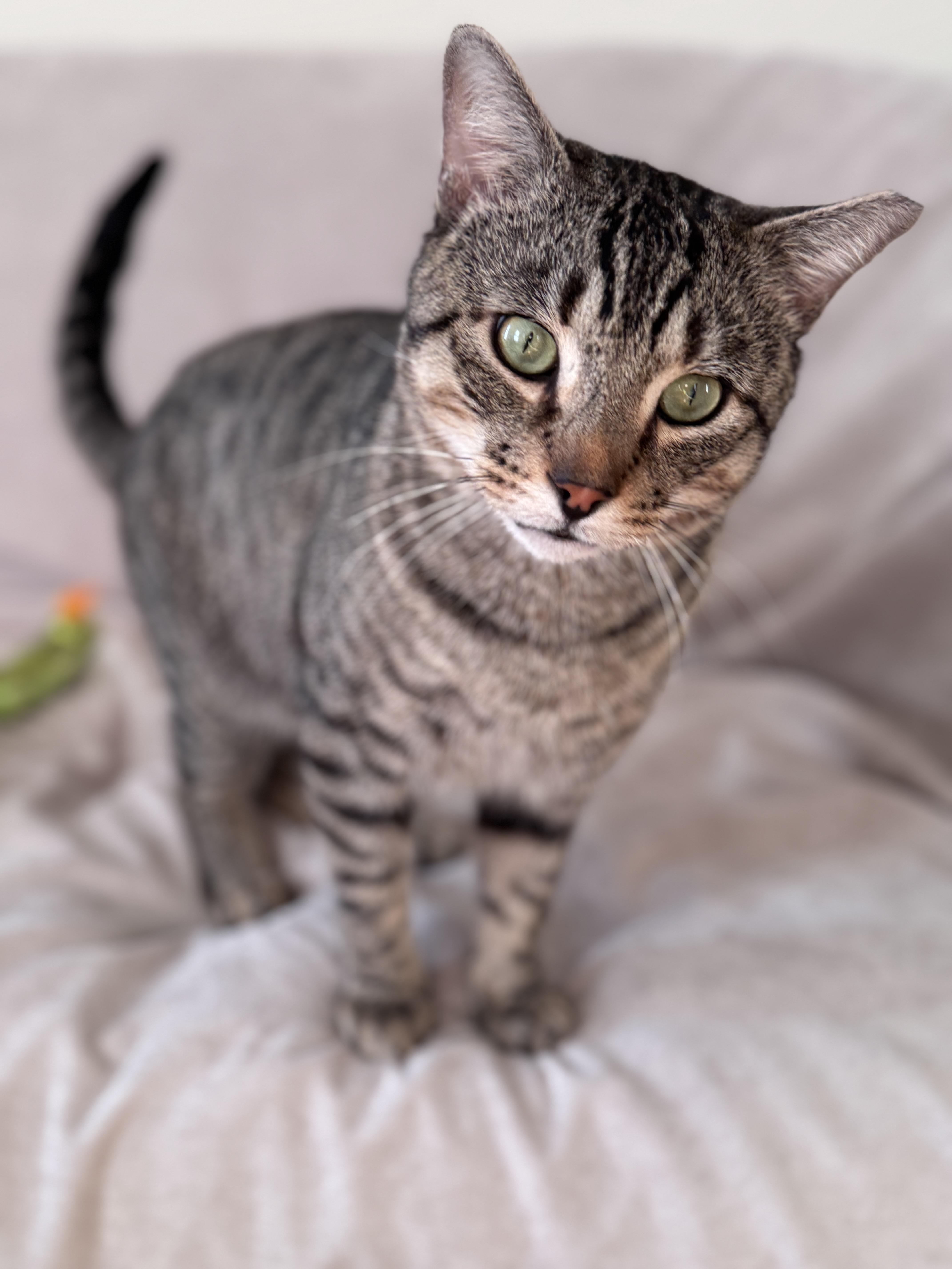 Enlarge Toby, a Adoptable Domestic Short Hair in Brooklyn, NY image 2/5