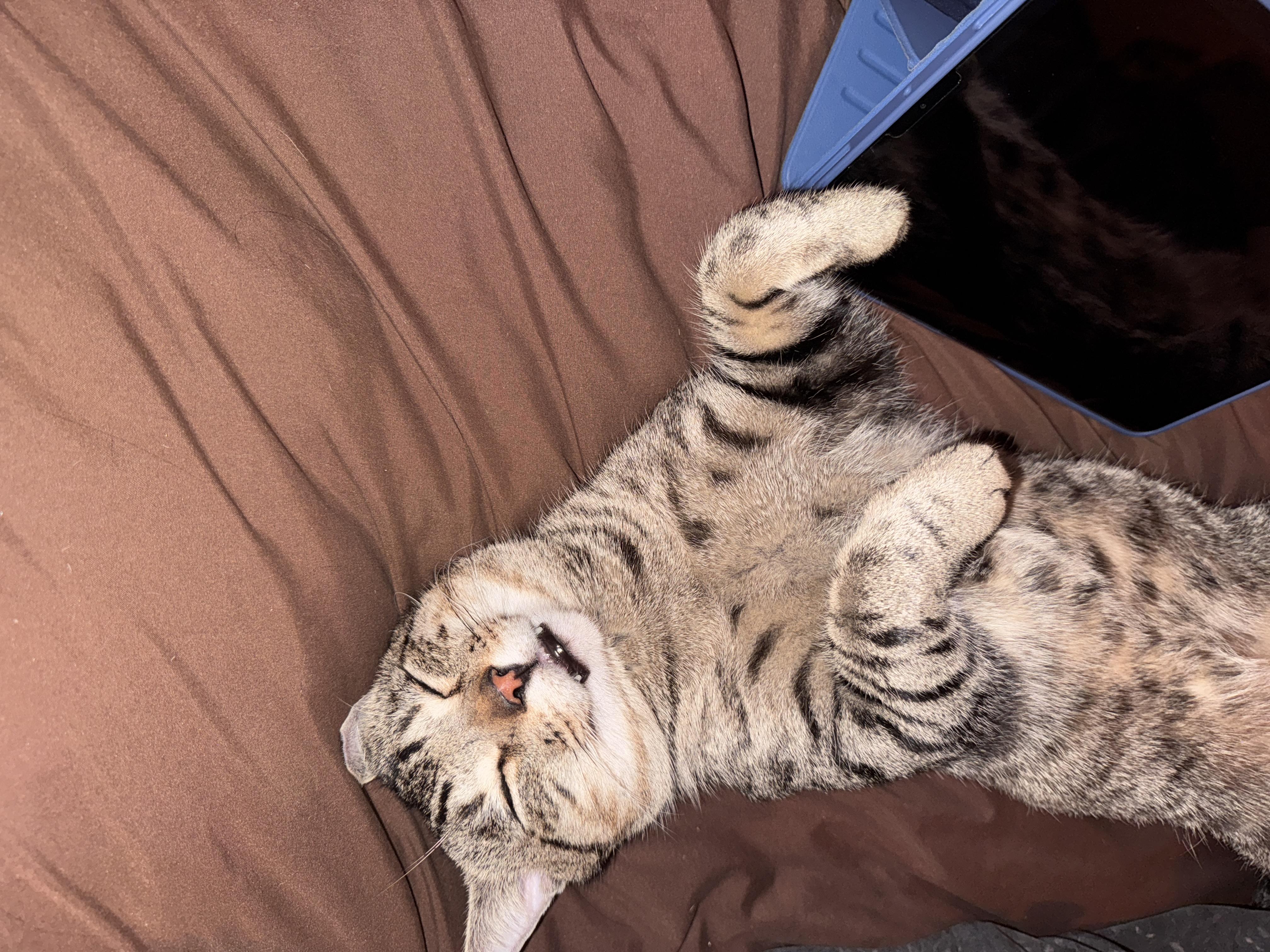 Enlarge Toby, a Adoptable Domestic Short Hair in Brooklyn, NY image 5/5