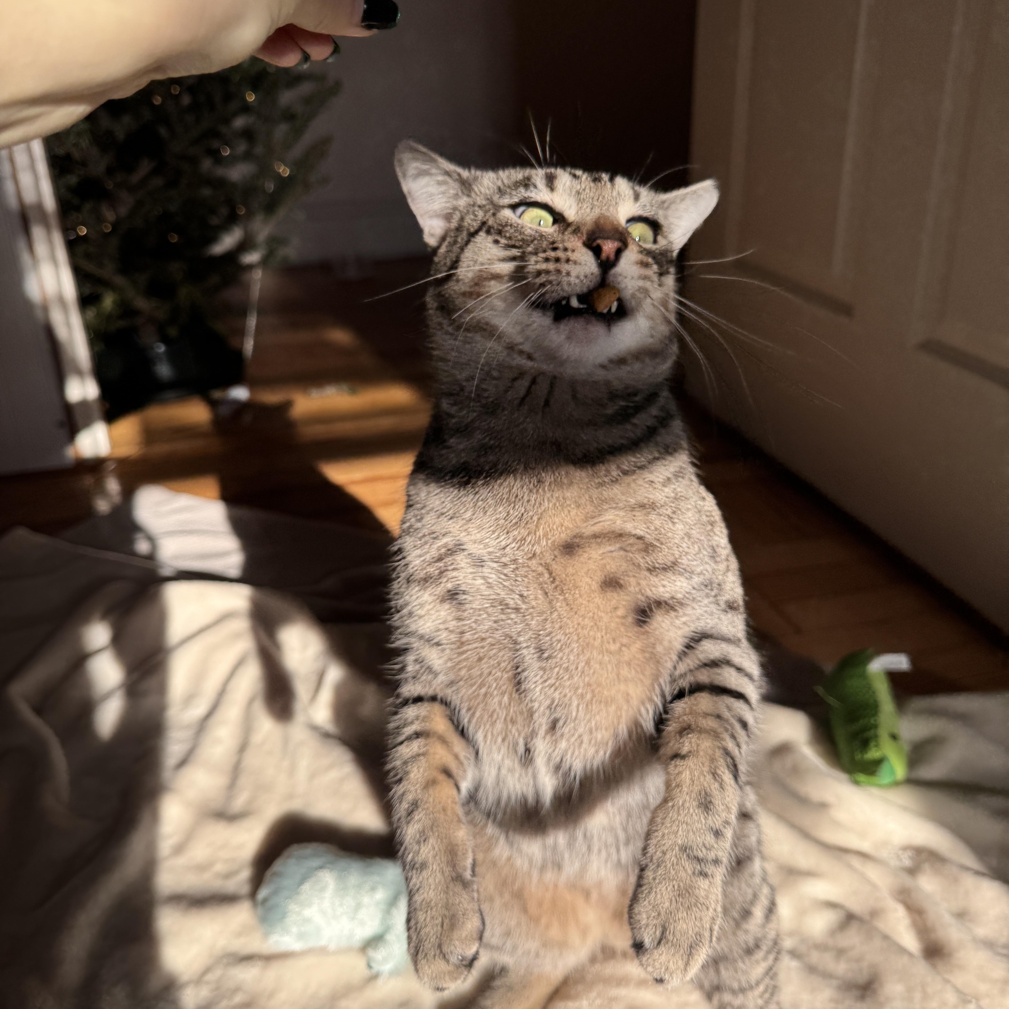 Enlarge Toby, a Adoptable Domestic Short Hair in Brooklyn, NY image 3/5