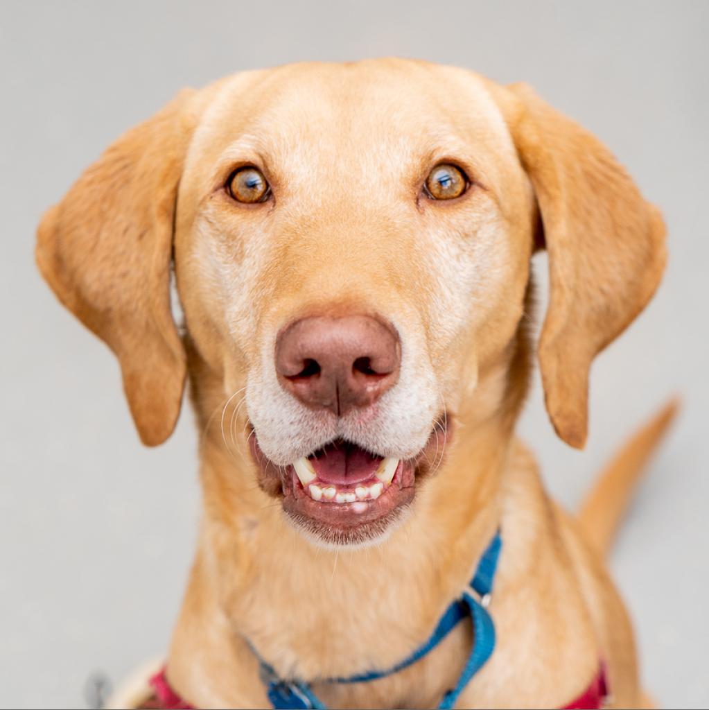 Monte, a Adoptable mixed breed in New York, NY image 1/6