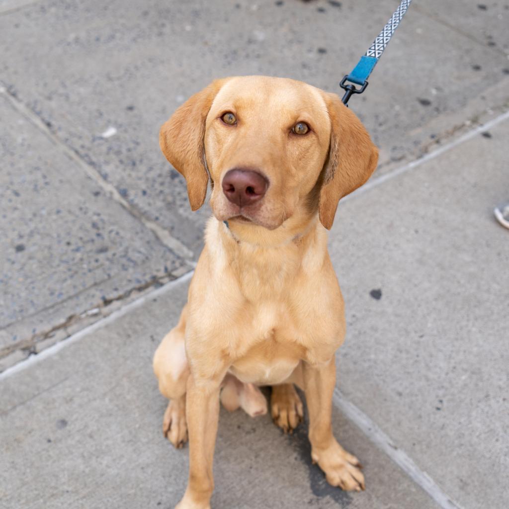 Monte, a Adoptable mixed breed in New York, NY image 2/6