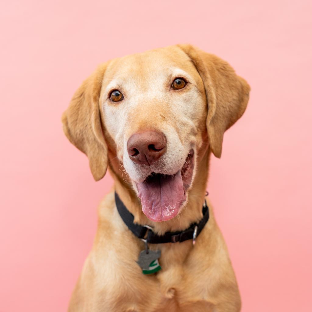 Monte, a Adoptable mixed breed in New York, NY image 4/6