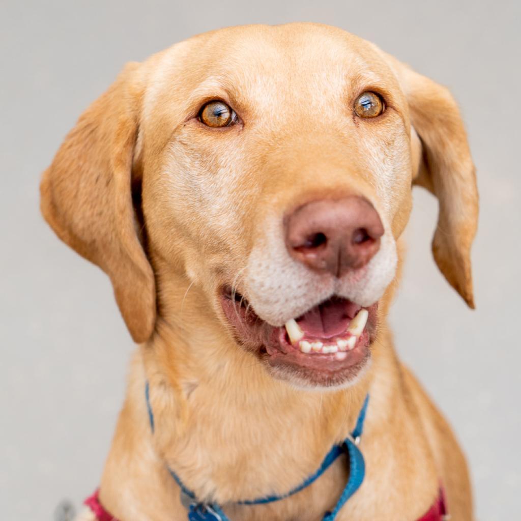 Monte, a Adoptable mixed breed in New York, NY image 5/6