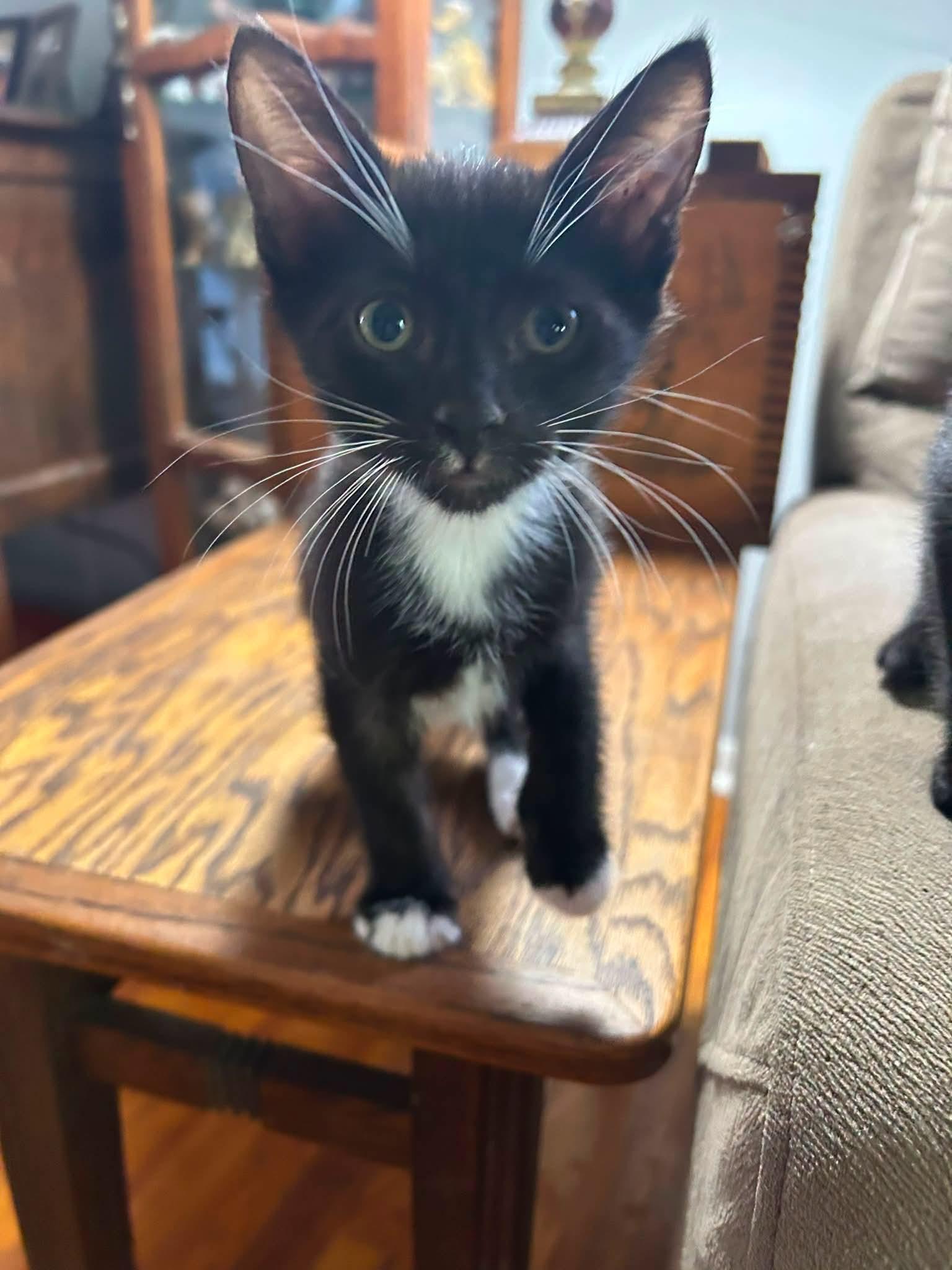 Jackie, ADOPTABLE, Kitten Male Domestic Short Hair.