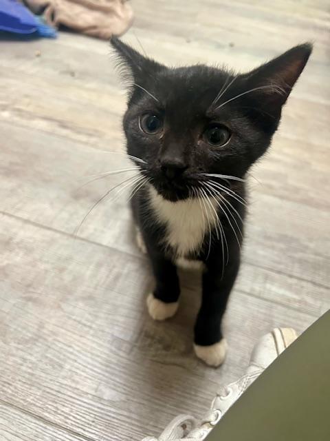 Aquarius, Mercury, Palermo, Columbia KITTENS