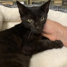 Zorro, a ADOPTABLE Domestic Short Hair in Memphis, TN image 2/3
