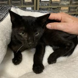 Zorro, a ADOPTABLE Domestic Short Hair in Memphis, TN image 3/3