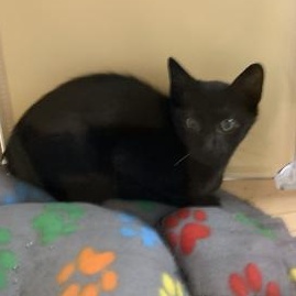 Zorro, ADOPTABLE, Kitten Male Domestic Short Hair.