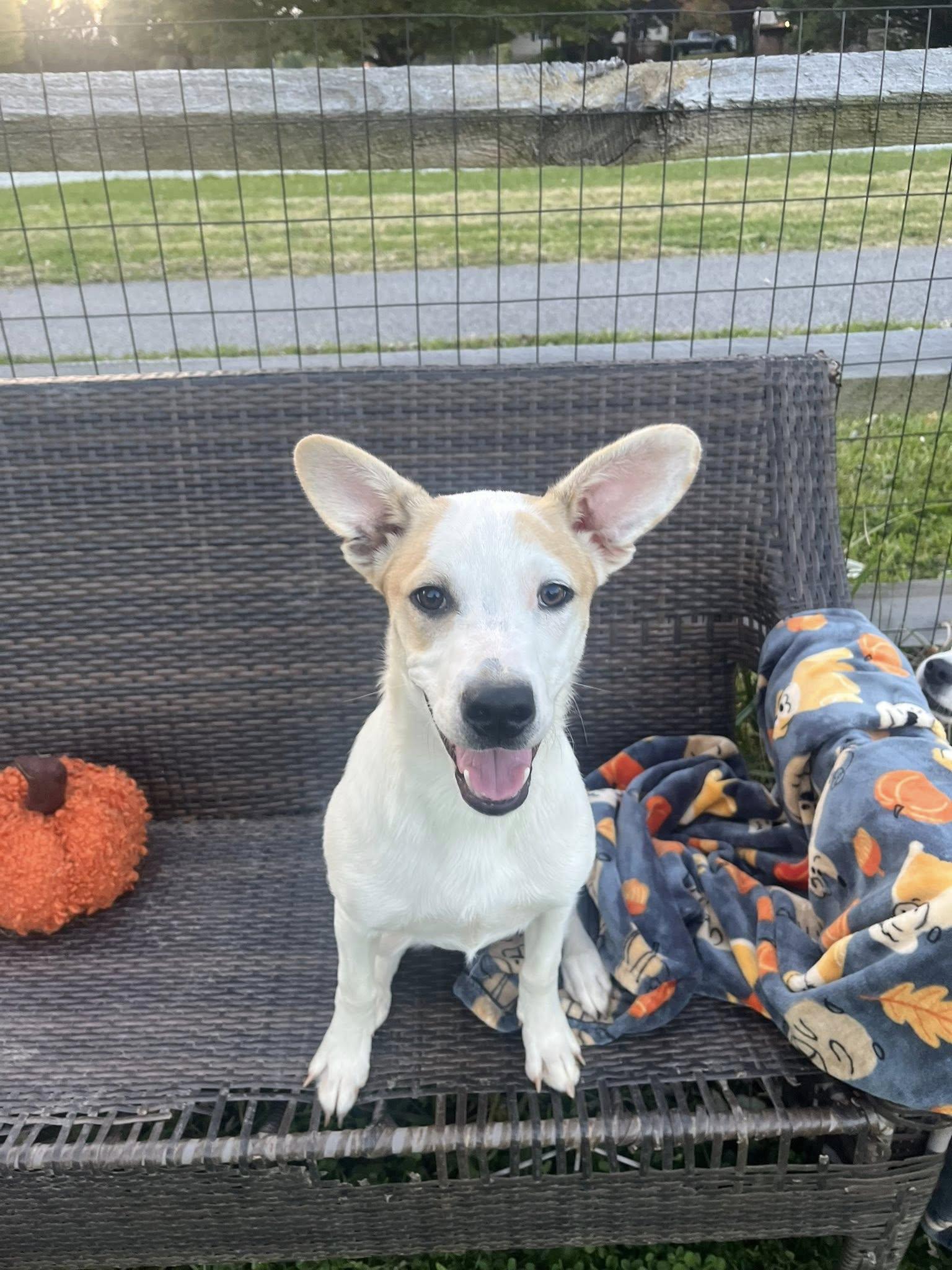 Obviously Steve, Adoptable, Young Male Australian Cattle Dog / Blue Heeler & Pit Bull Terrier.