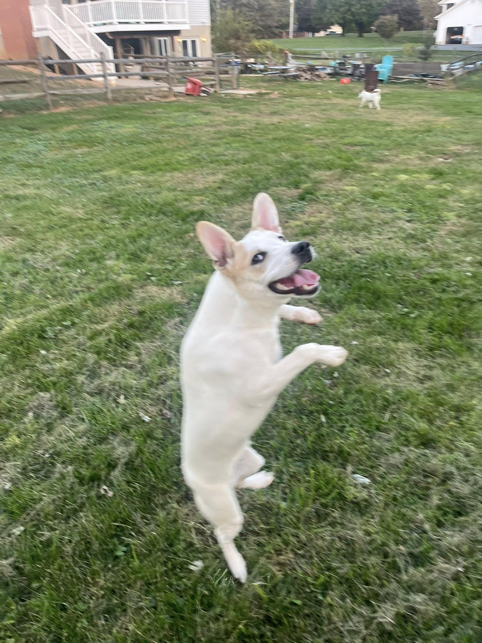 Enlarge Obviously Steve, a Adoptable mixed breed in Jarrettsville, MD image 2/5