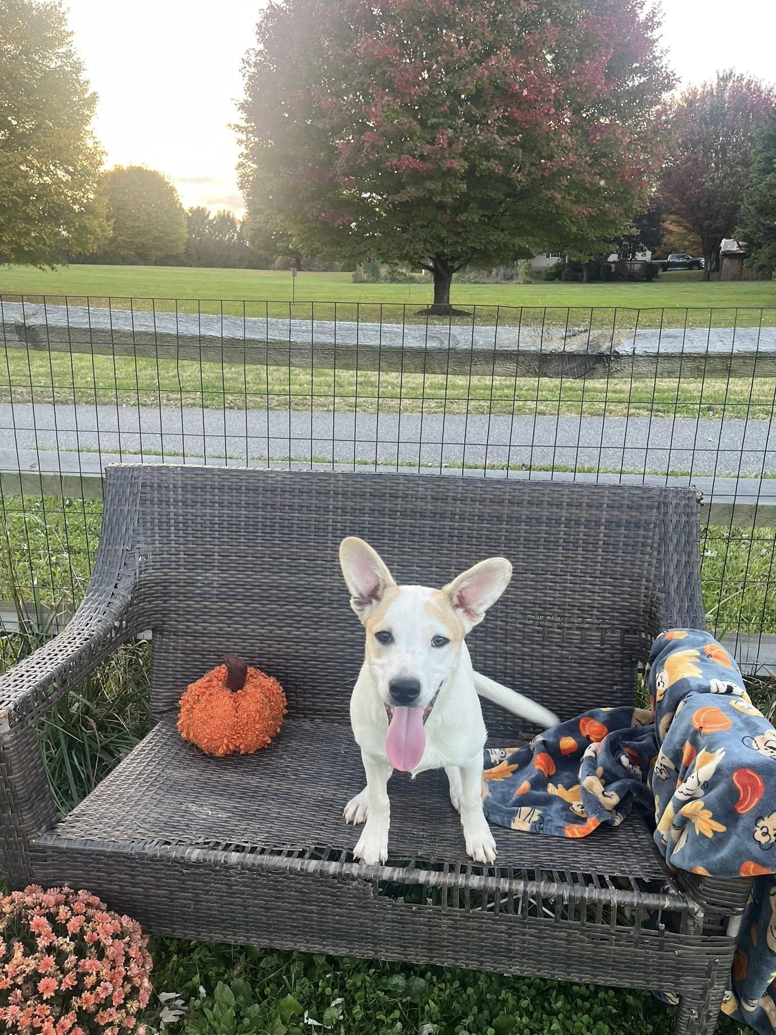 Enlarge Obviously Steve, a Adoptable mixed breed in Jarrettsville, MD image 3/5