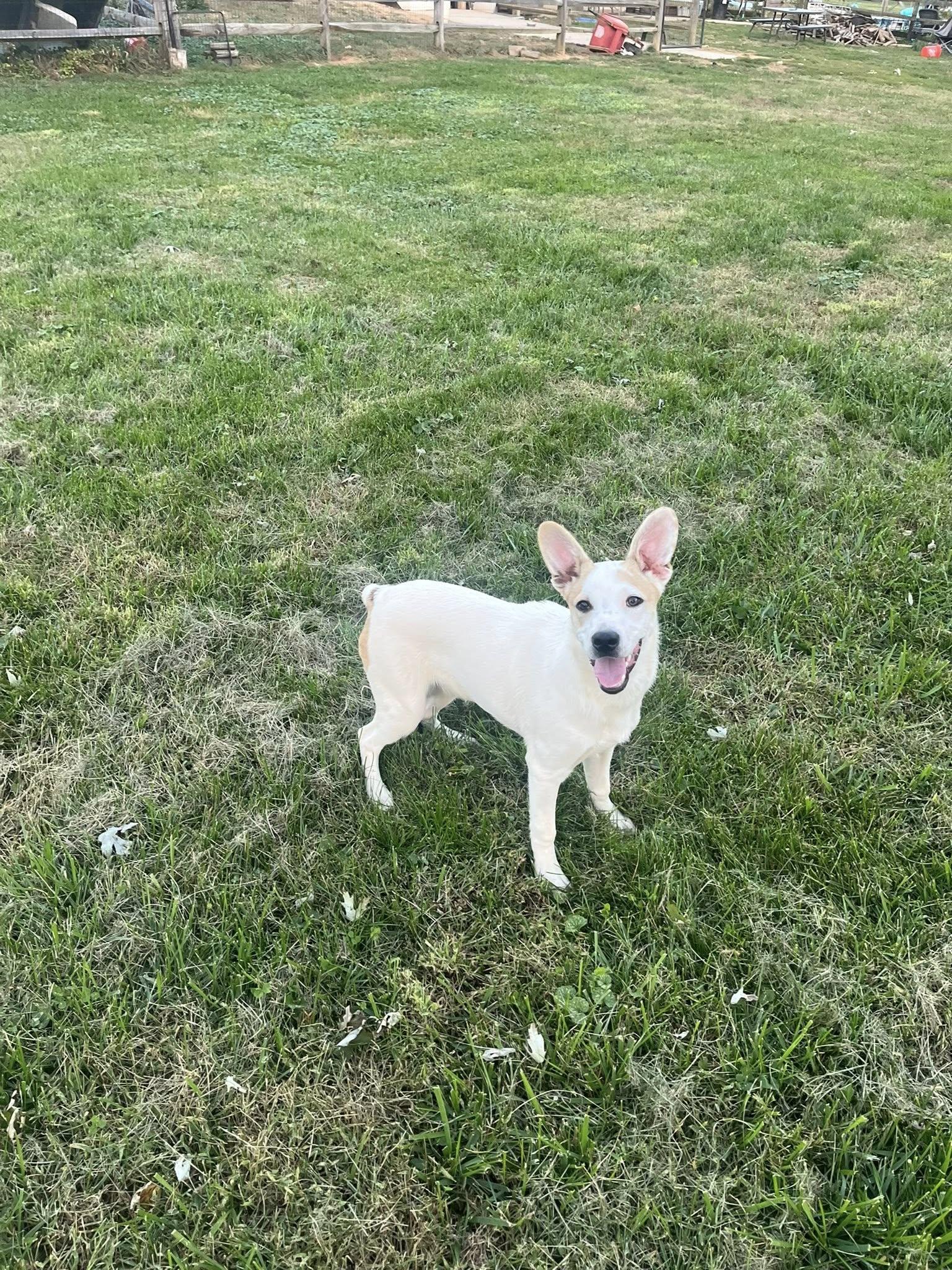 Enlarge Obviously Steve, a Adoptable mixed breed in Jarrettsville, MD image 4/5