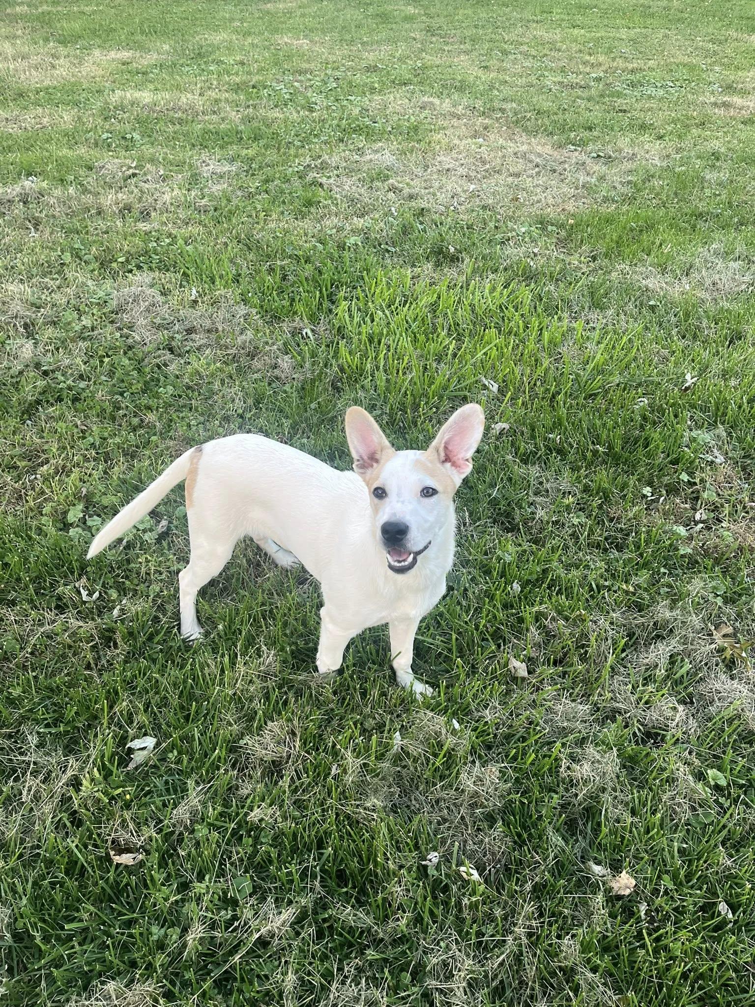 Enlarge Obviously Steve, a Adoptable mixed breed in Jarrettsville, MD image 5/5