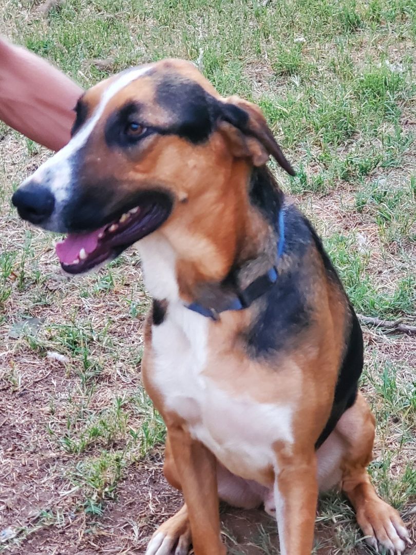 Boss, Young Male Hound