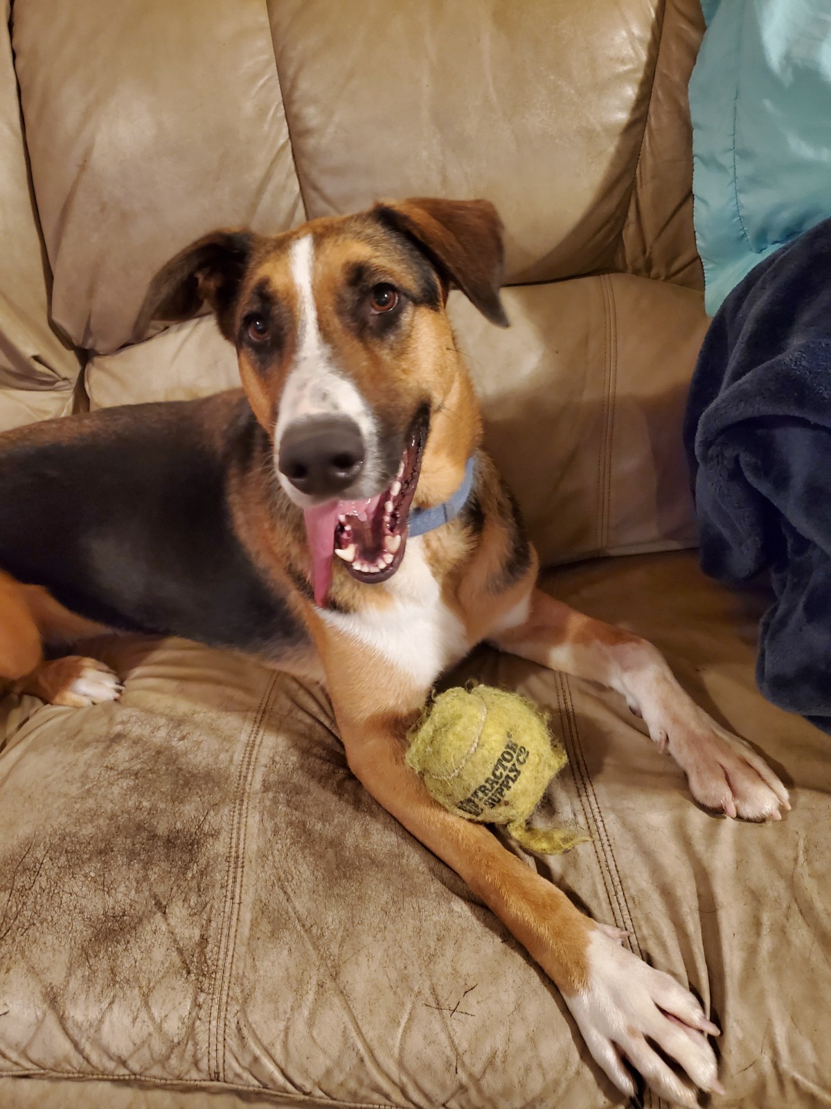 Boss, a Adoptable Hound in White Settlement, TX image 2/13