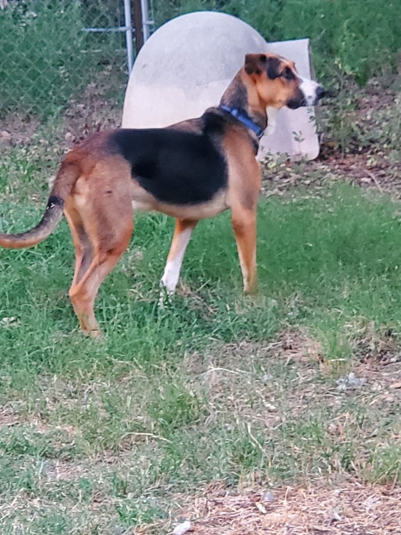 Boss, a Adoptable Hound in White Settlement, TX image 3/13