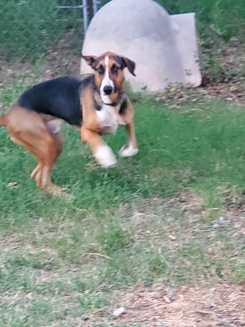 Boss, a Adoptable Hound in White Settlement, TX image 4/13