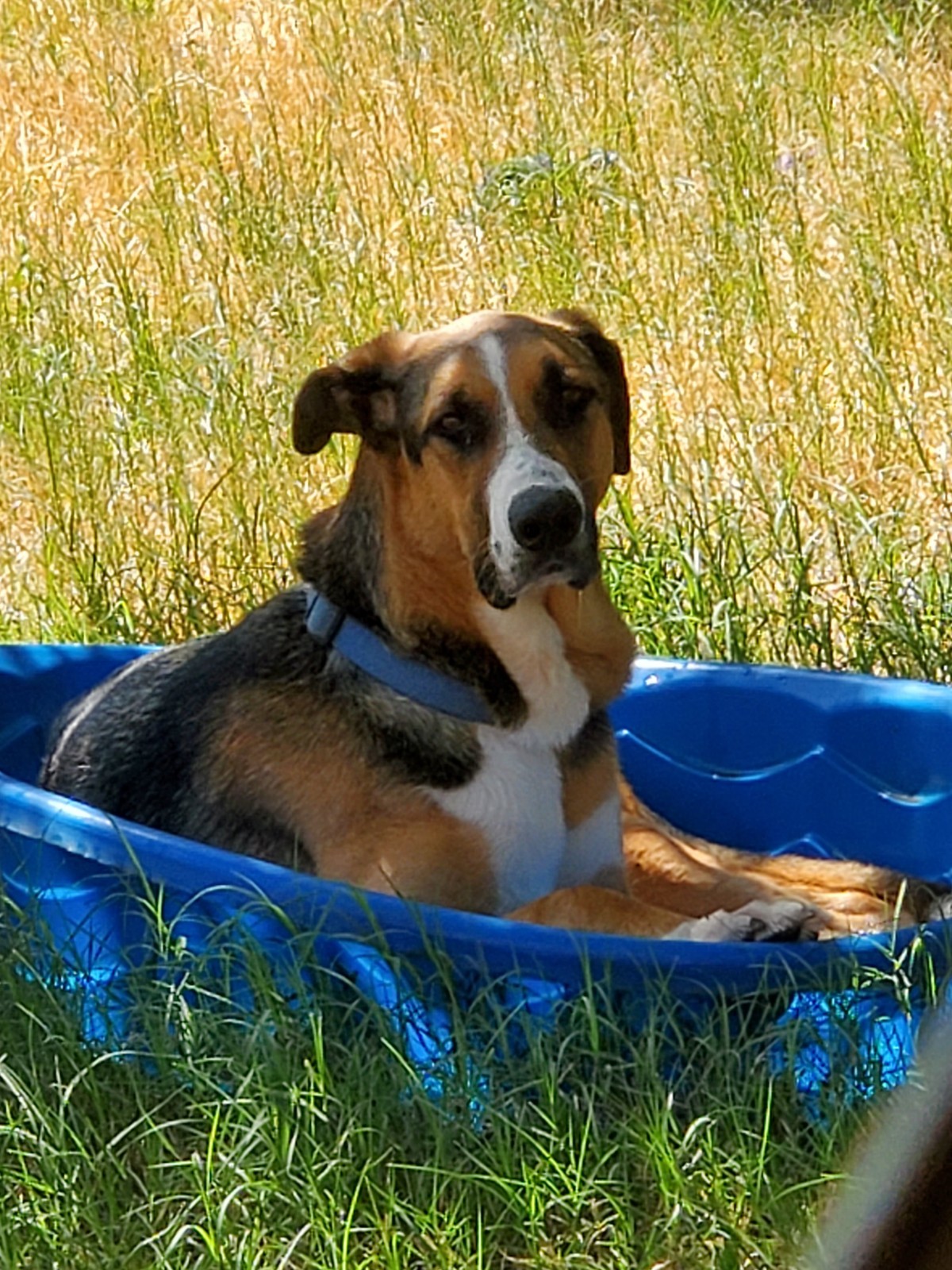 Boss, a Adoptable Hound in White Settlement, TX image 6/13