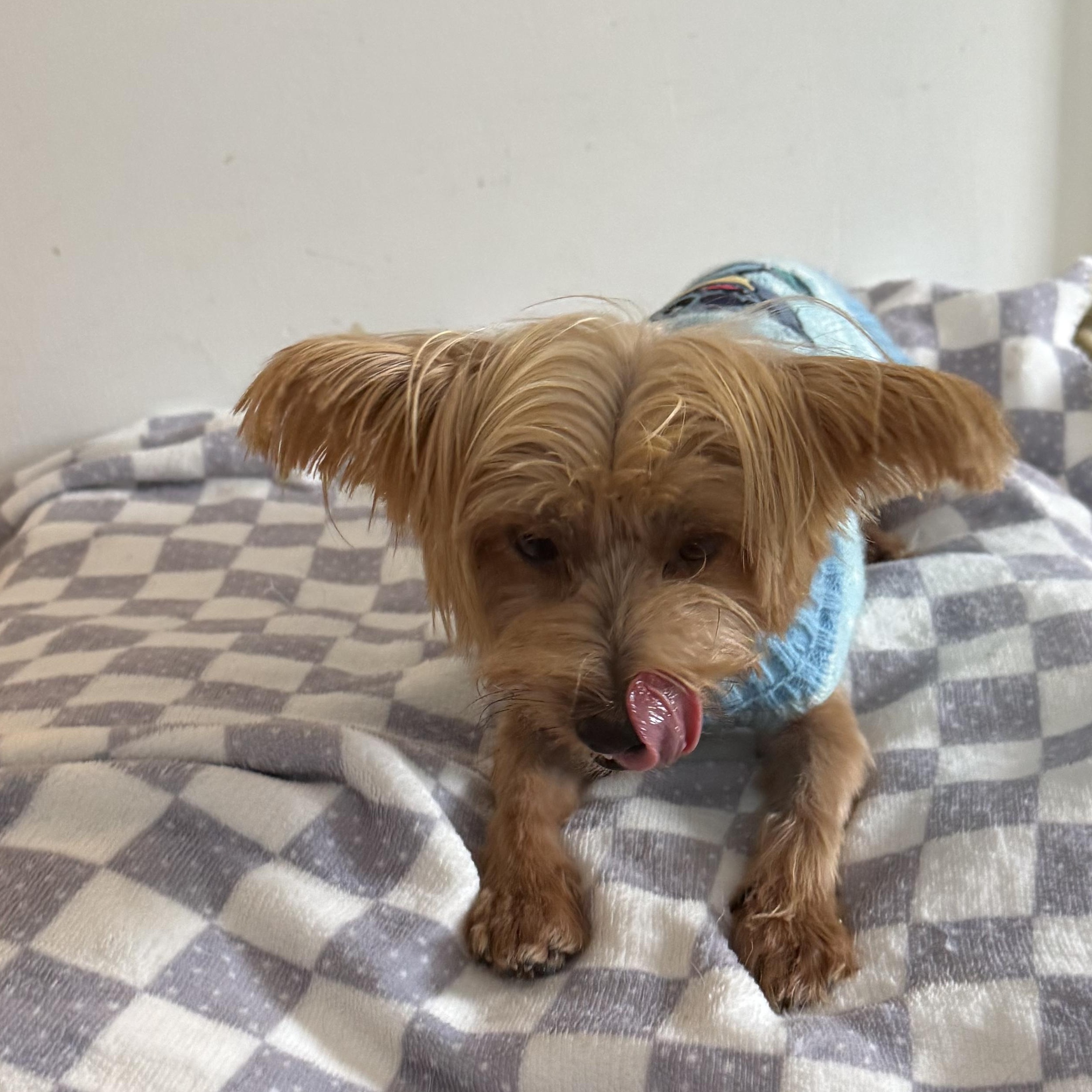 Odie, a ADOPTABLE Yorkshire Terrier in Pleasant Valley, NY image 2/3