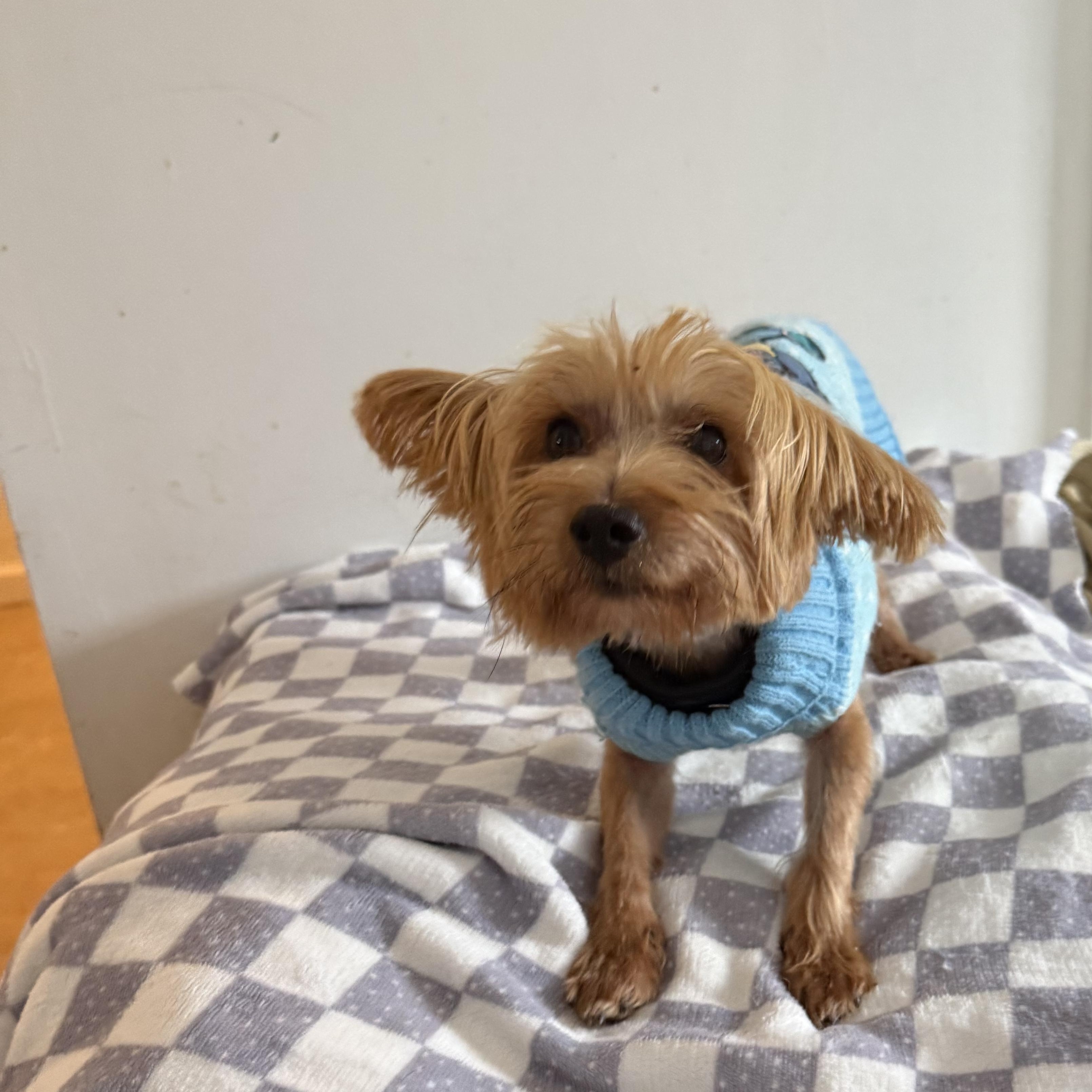 Odie, a ADOPTABLE Yorkshire Terrier in Pleasant Valley, NY image 1/3