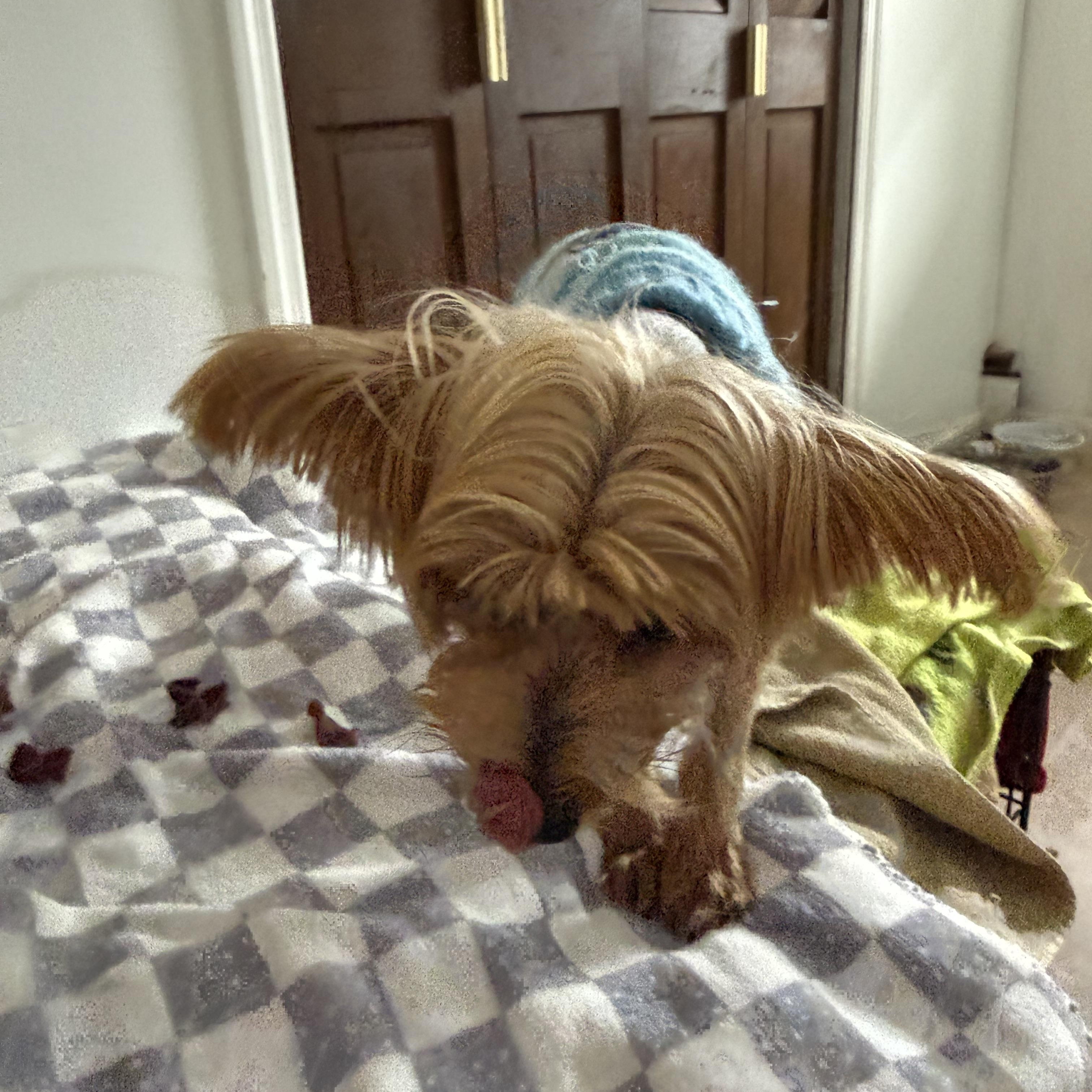 Odie, a ADOPTABLE Yorkshire Terrier in Pleasant Valley, NY image 3/3