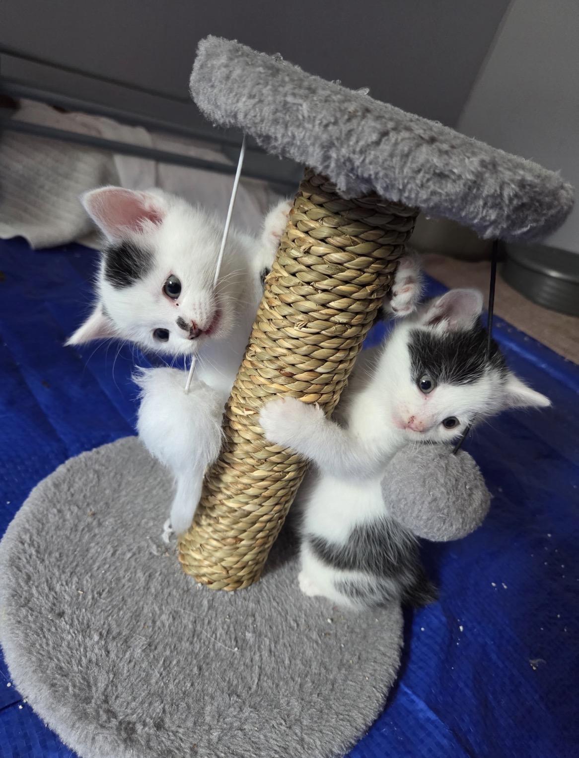 Enlarge Kitten Meet & Greet Sep 5th-Pet Valu Mavis, a Adopted Domestic Short Hair in Mississauga, ON image 2/5