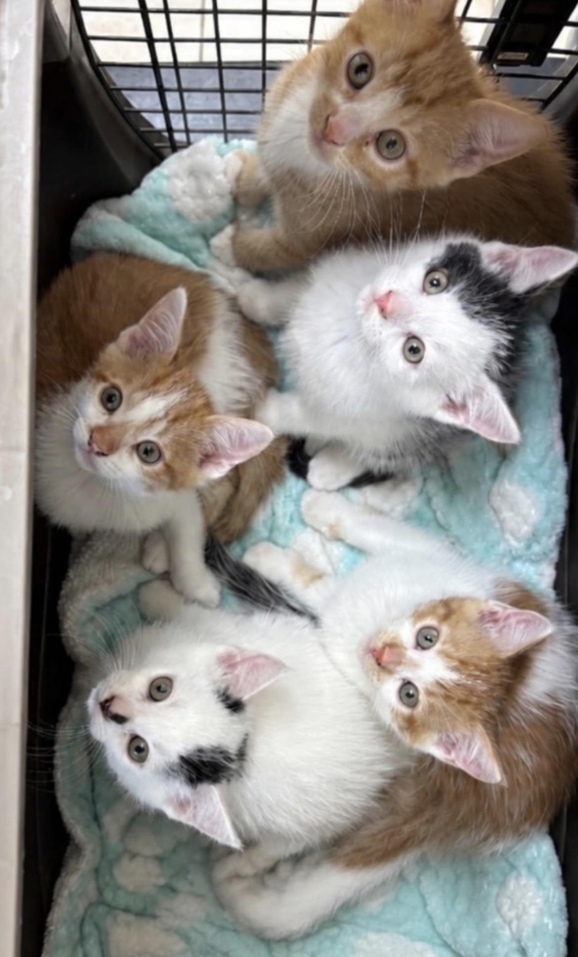Enlarge Kitten Meet & Greet Sep 5th-Pet Valu Mavis, a Adopted Domestic Short Hair in Mississauga, ON image 1/5