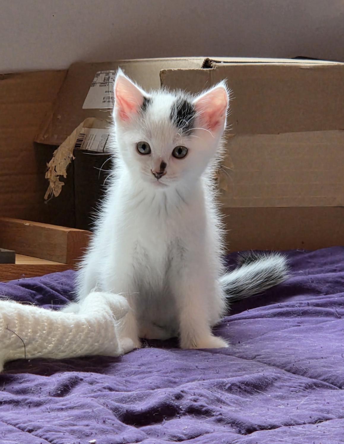 Enlarge Kitten Meet & Greet Sep 5th-Pet Valu Mavis, a Adopted Domestic Short Hair in Mississauga, ON image 3/5