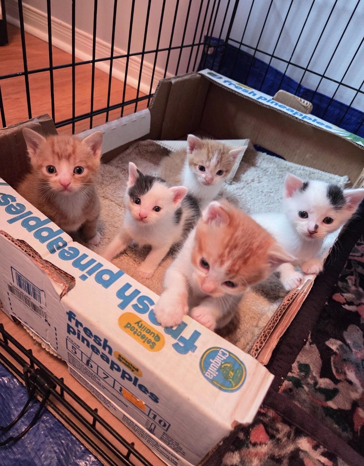 Enlarge Kitten Meet & Greet Sep 5th-Pet Valu Mavis, a Adopted Domestic Short Hair in Mississauga, ON image 4/5
