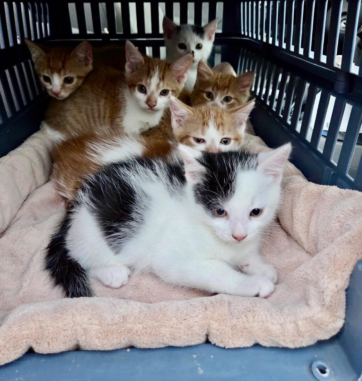 Enlarge Kitten Meet & Greet Sep 5th-Pet Valu Mavis, a Adopted Domestic Short Hair in Mississauga, ON image 5/5