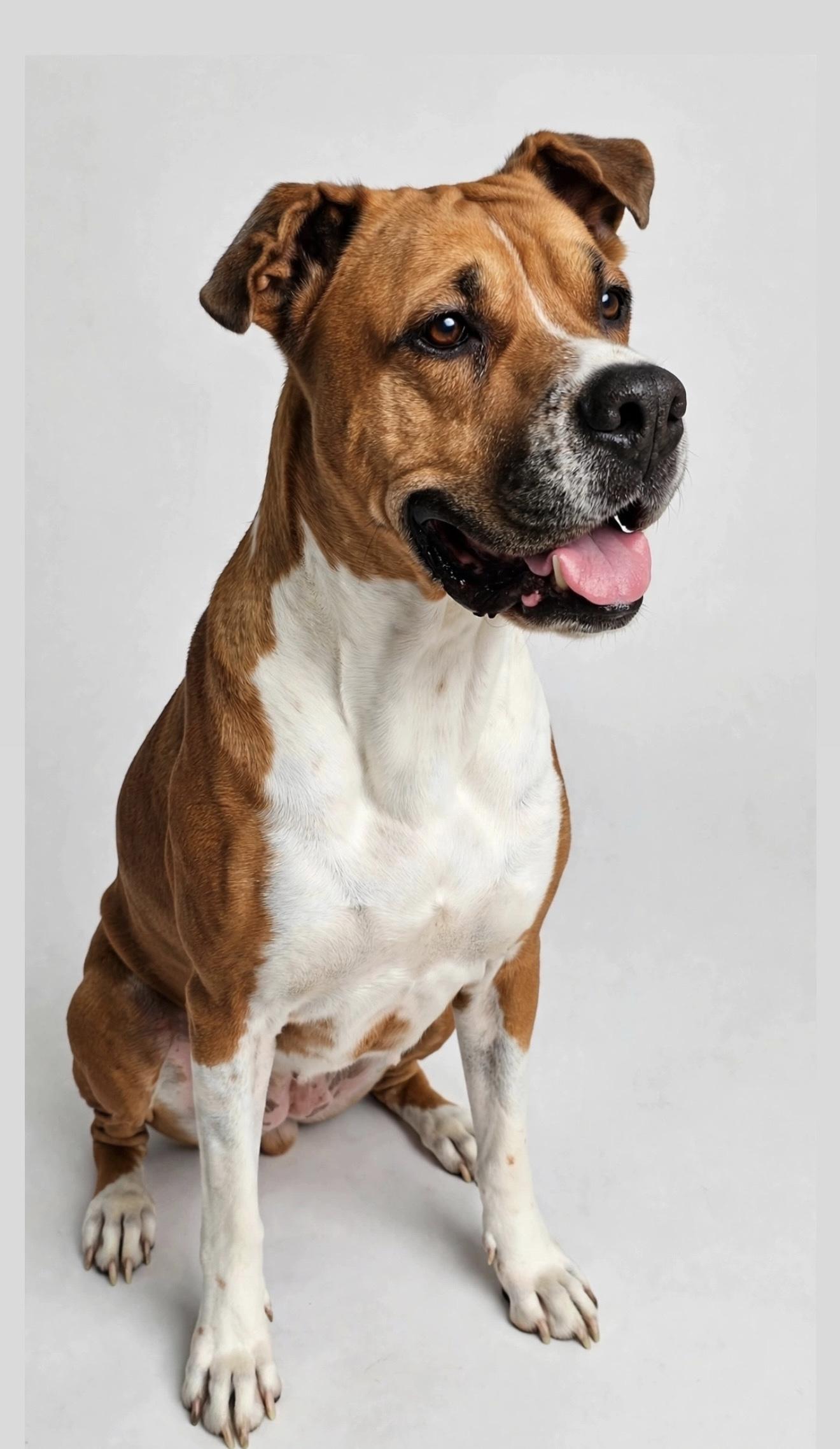 SUGAR, Adoptable, Adult Female Boxer.