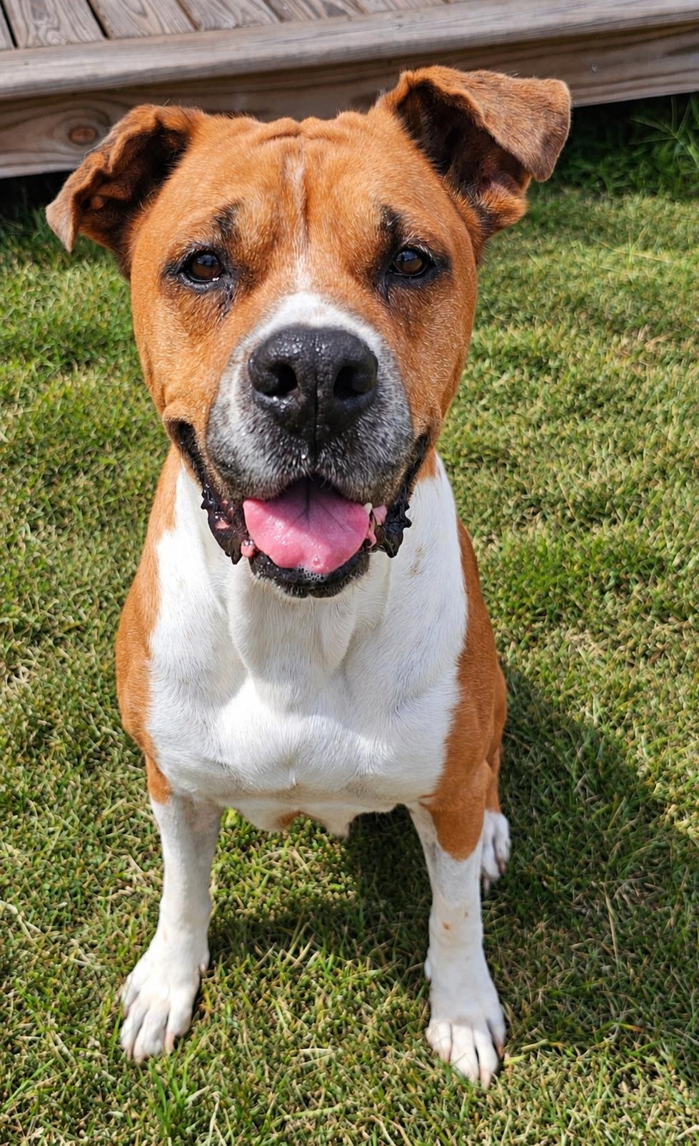 Enlarge SUGAR, a Adoptable mixed breed in Cheektowaga, NY image 3/6