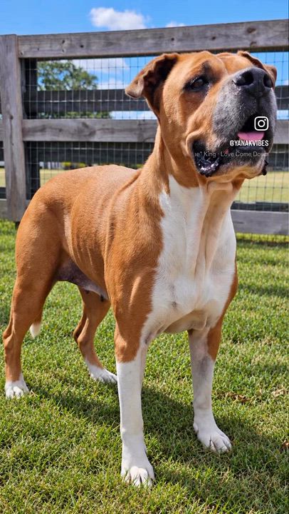 Enlarge SUGAR, a Adoptable mixed breed in Cheektowaga, NY video 6/6
