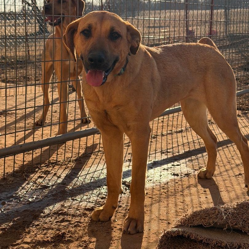 Olive, ADOPTABLE, Young Female Treeing Walker Coonhound.