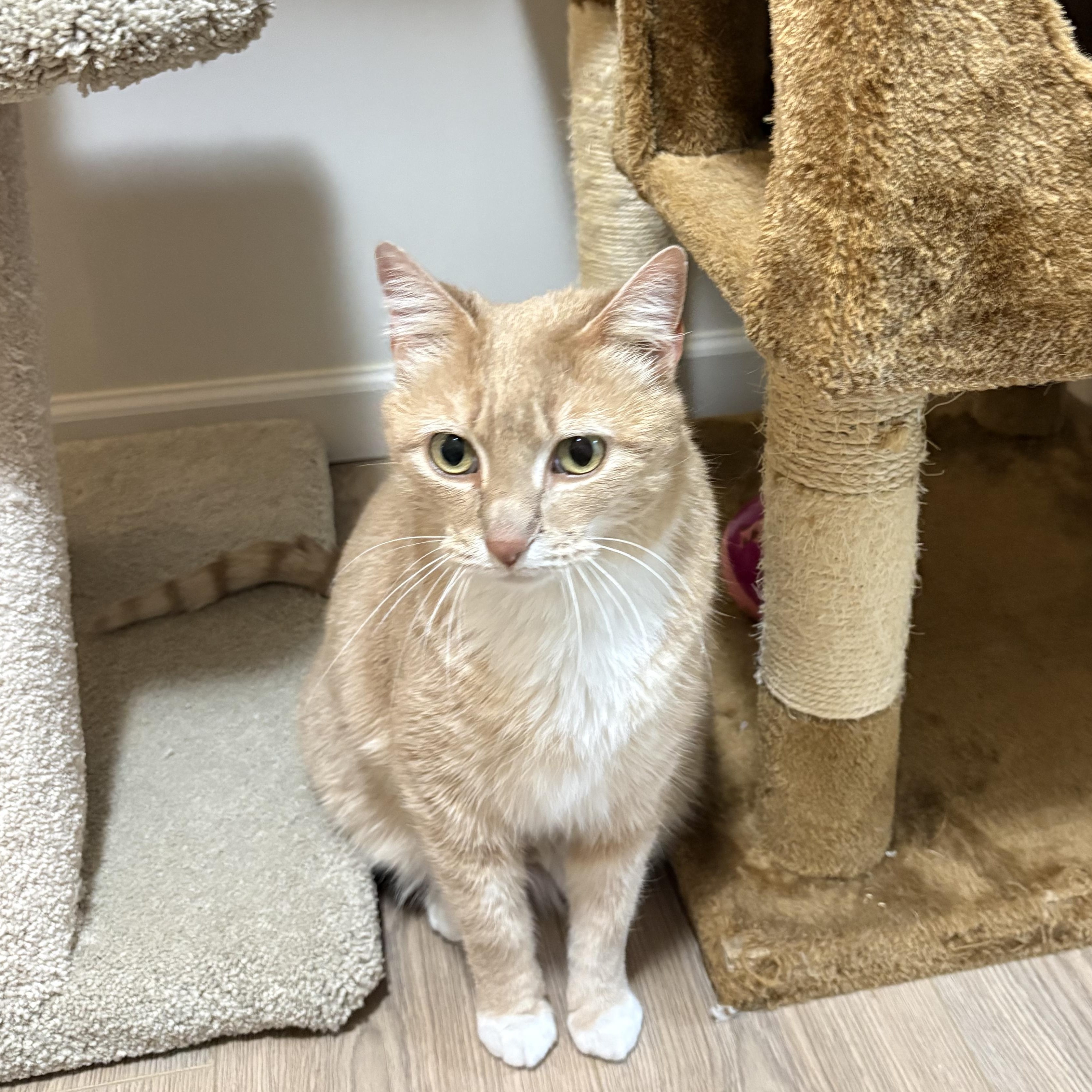 Enlarge Missy, an adopted Domestic Short Hair in Tulsa, OK image 1/1