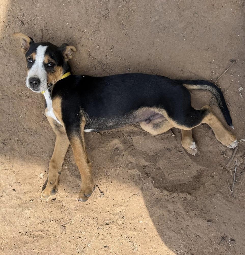 Archer, a Adoptable mixed breed in Warr Acres, OK image 1/6